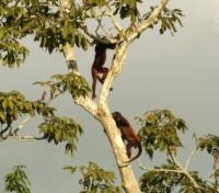 Howler Monkeys